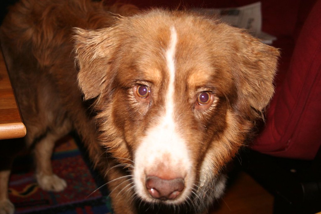 Rusty Rusty arrives after a bad day at the vet and weeks a… Flickr