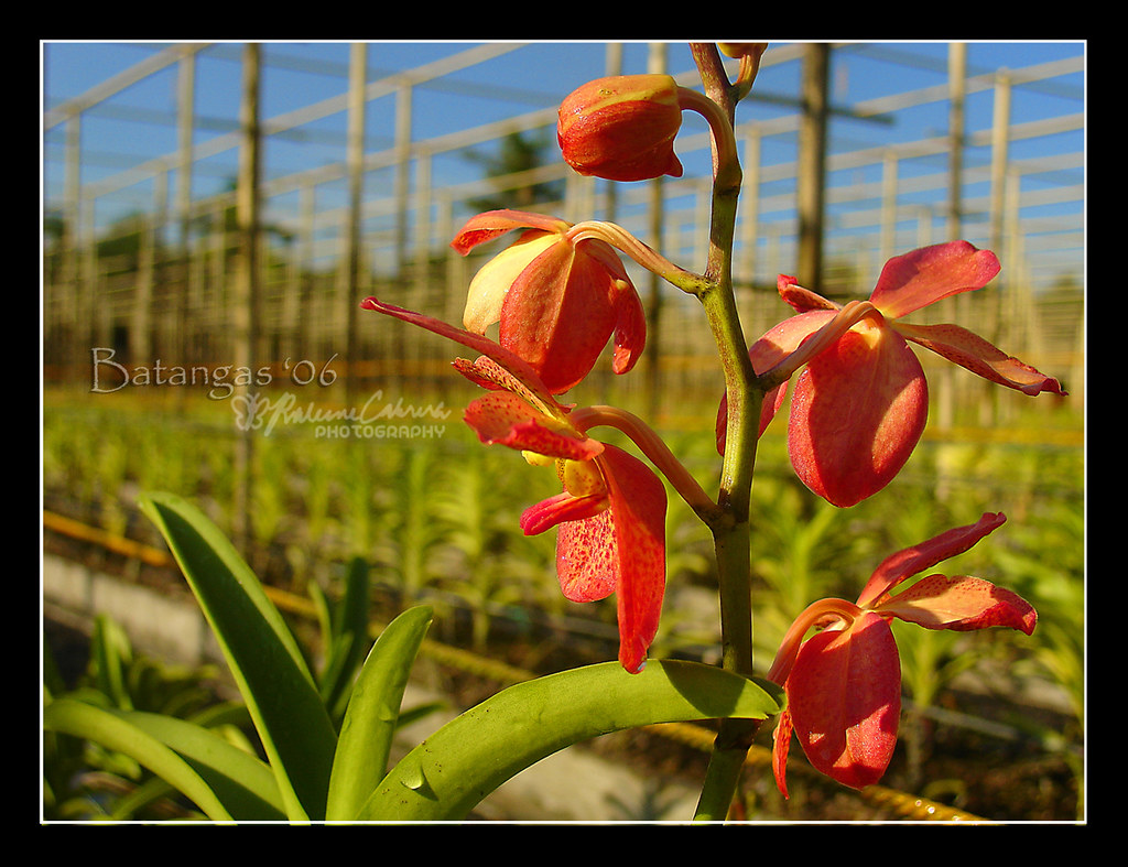 Orchid Plantation Went to Batangas last Thursday (December… Flickr