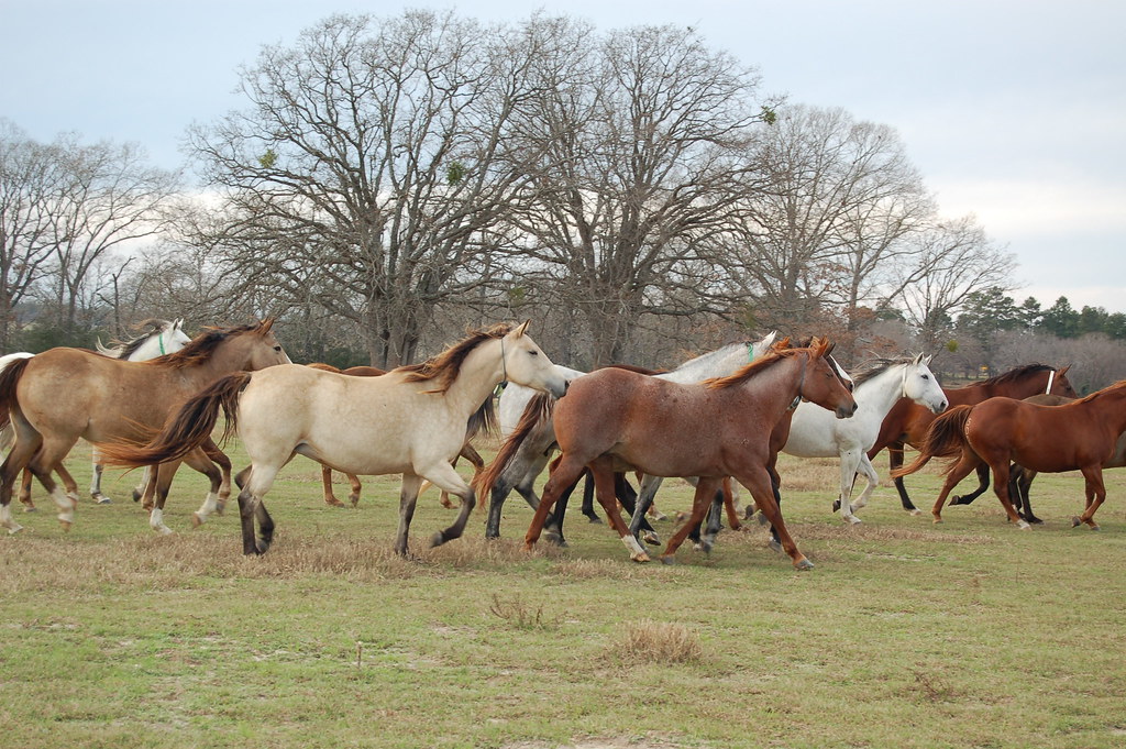 Center Ranch's cutting horses Center Ranch, Centerville, T… Flickr