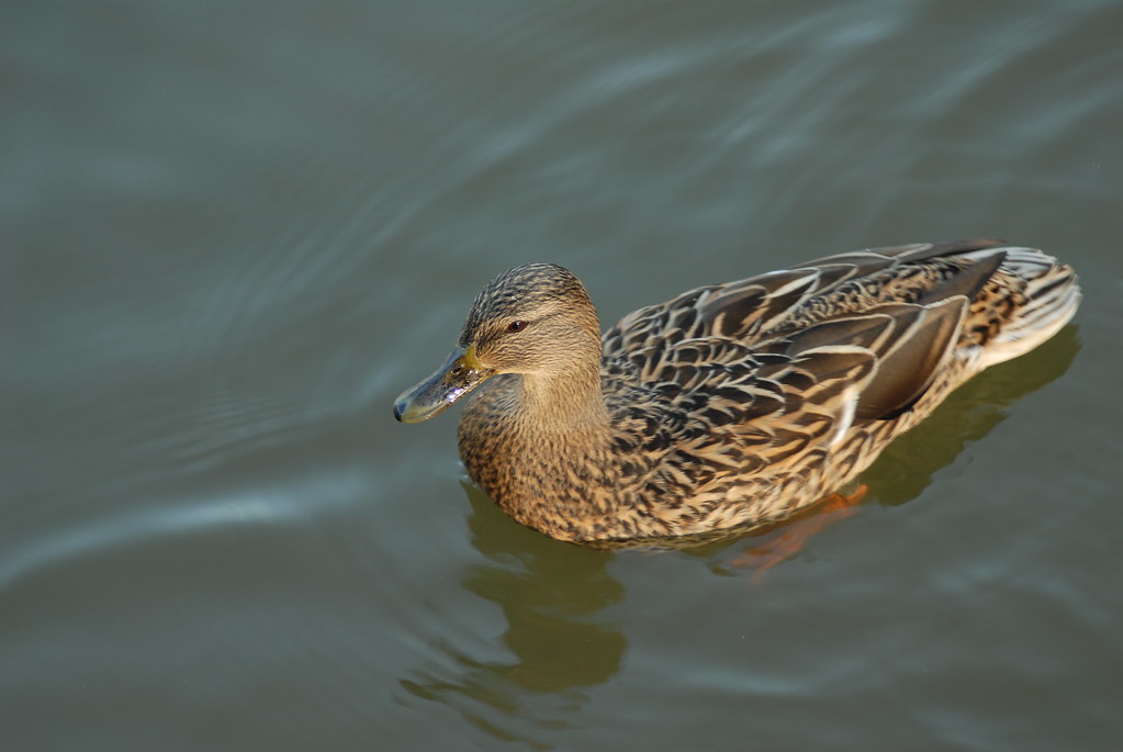 Lady Duck Just Floating Along Life is grand. Nikon D200 Flickr