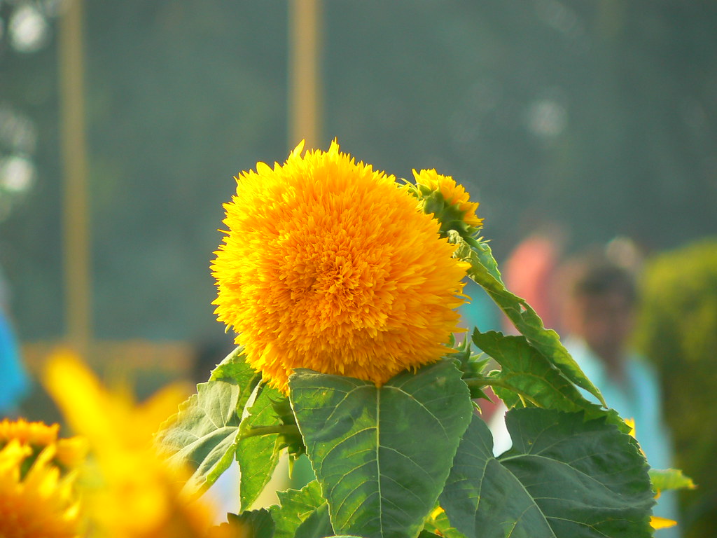 Radhapadma (Bengali রাধাপদ্ম) Asteraceae (aster, daisy, o… Flickr