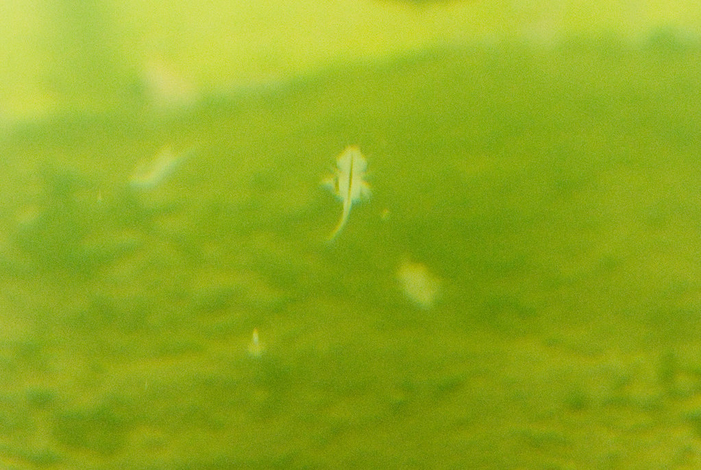 Brine Shrimp The Great Salt Lake is filled with these very… Flickr