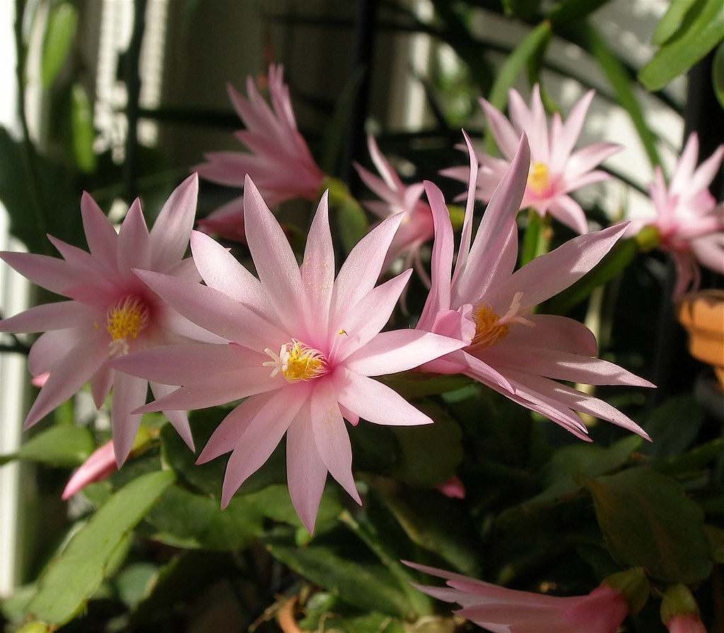Sun Cactus Spring Cactus Kevatkaktus EdwardinavonBoxis Flickr