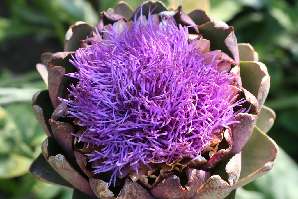 Artichoke Flower Artichoke flower from the Jardin des Cinq… Flickr