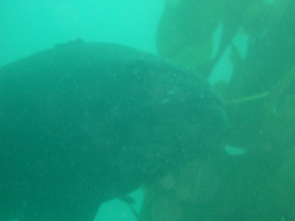 BSB4.jpg A Giant Black Sea Bass. La Jolla Cove, CA. David Galvan