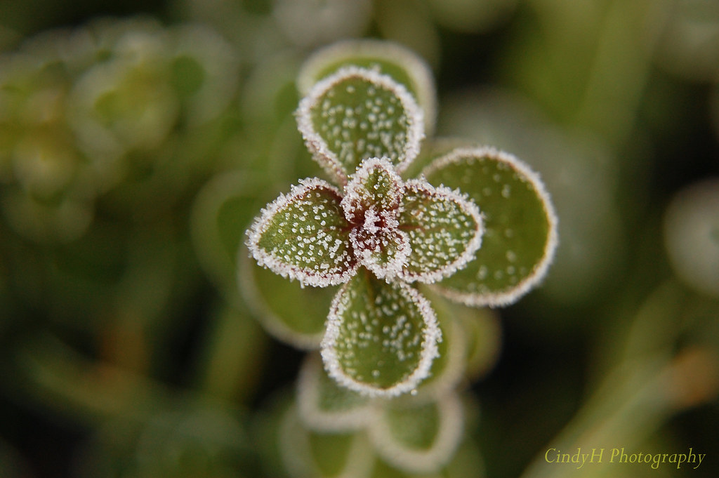 Frosty Sage The tip of a branch of my sage. If it survives… Flickr