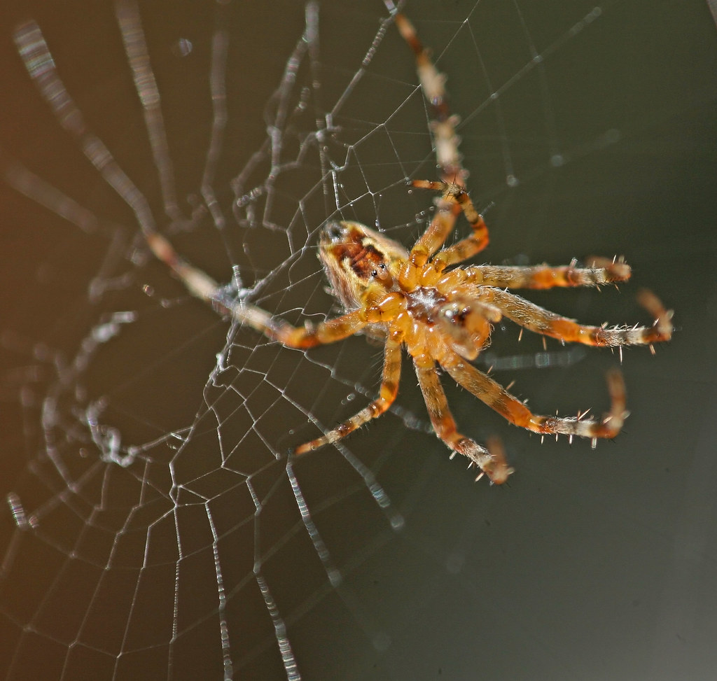 we're caught in a trap / i can't walk out / because i love… Flickr