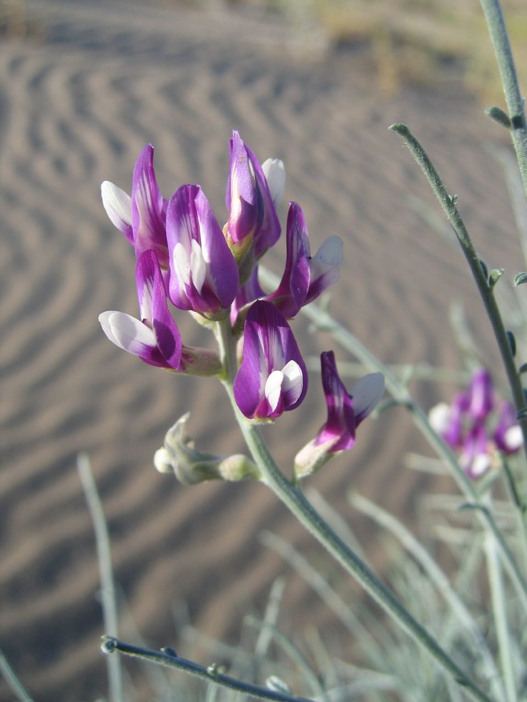 Pierson's milk vetch, Astragalus magdalenae var. peirsonii… Flickr