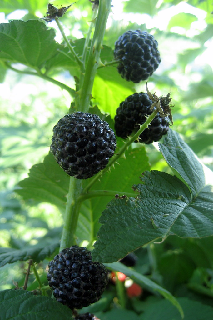 NJ Milford Phillips Farms Black Raspberries a photo on Flickriver