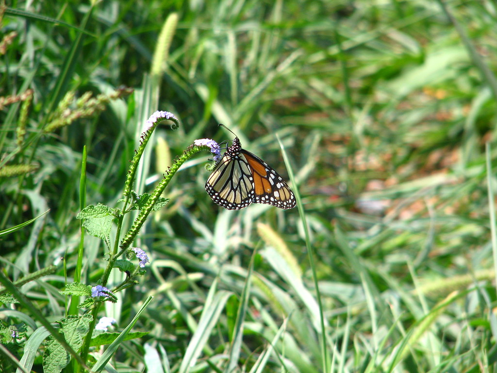 Butterfly rain gardens in Fayetteville, Arkansas Flickr