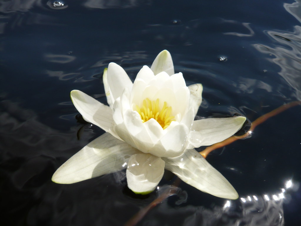 water flower fsecart Flickr