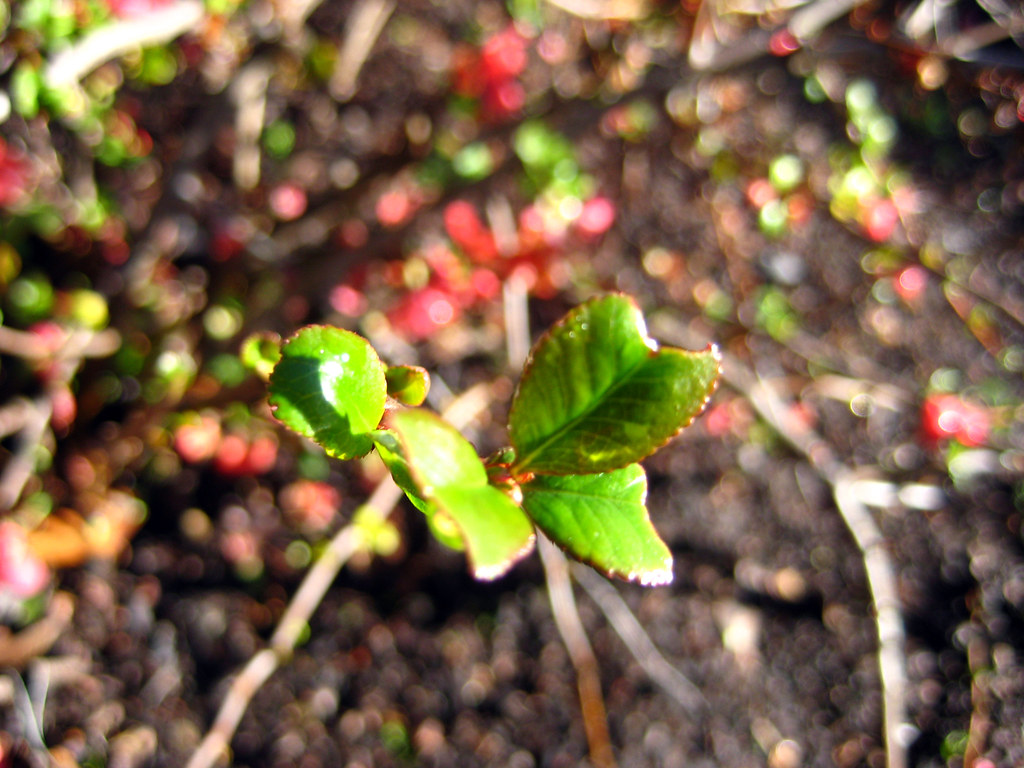 Chaenomeles cvs. Flowering Quince Bri Weldon Flickr