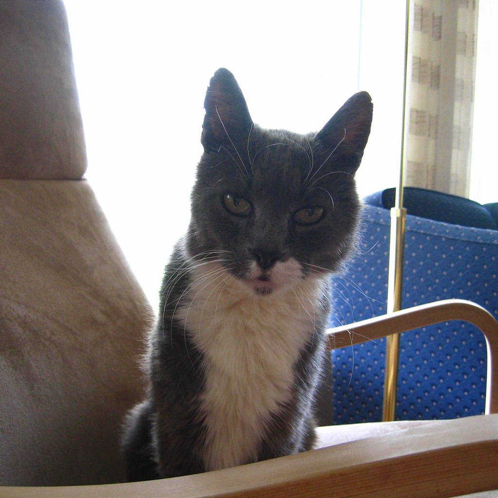 my old cat is no more tamadhanaval Flickr