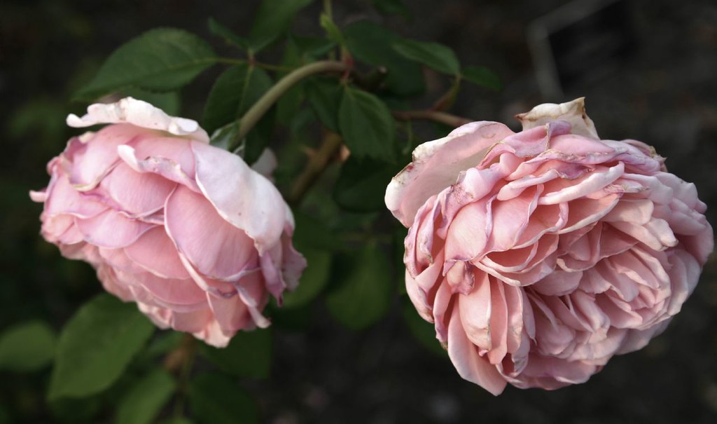 Drooping Roses Two pale pink roses drooping over their bus… Kristen