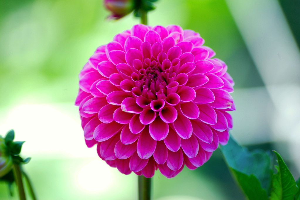 Yet Another Puffy Flower Abhijit Patil Flickr