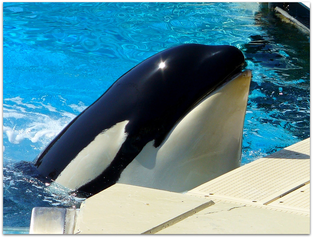 Corky the Orca at the Shamu Show at Sea World, San Diego, … Flickr