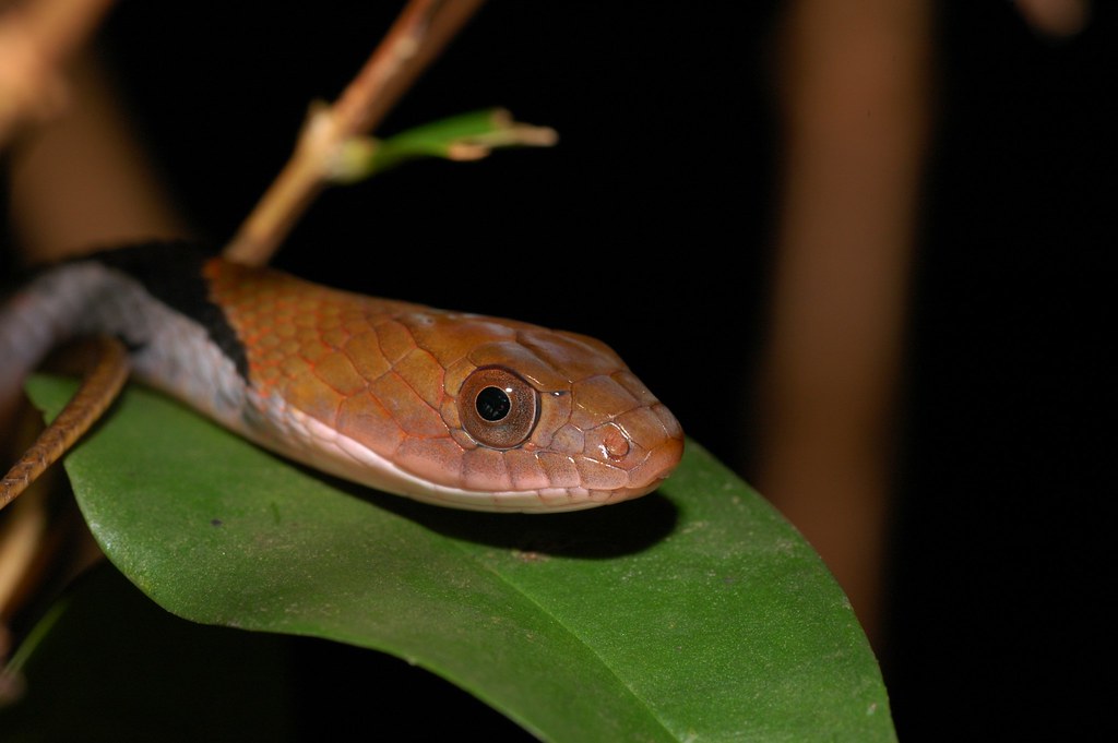 Bluenecked Keelback (Macropisthodon rhodomelas