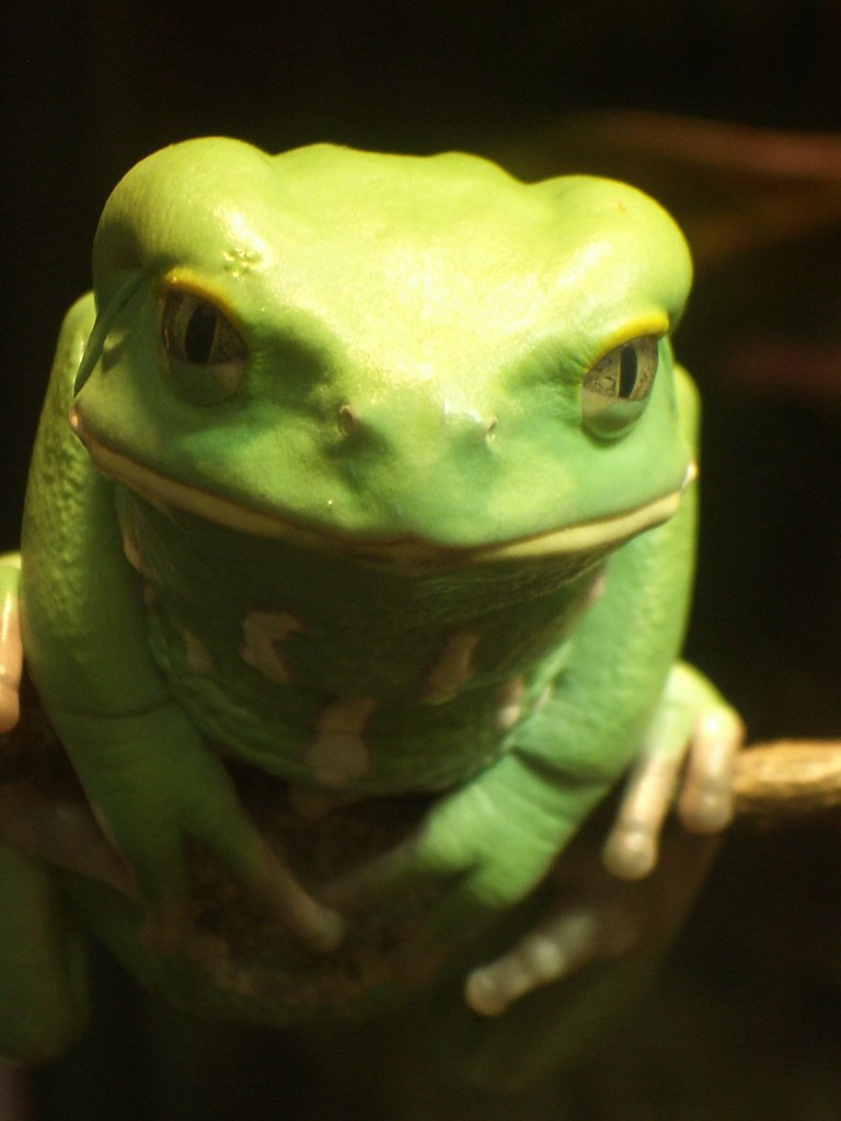 Frogprince aka "Merle" This is my favorite type of frog o… Flickr