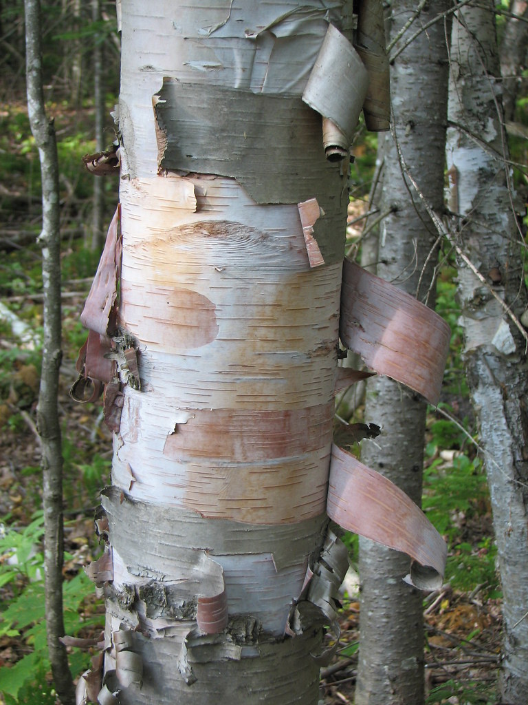 Birch Tree Birch tree with cool peeling park Brett Woodvine Flickr