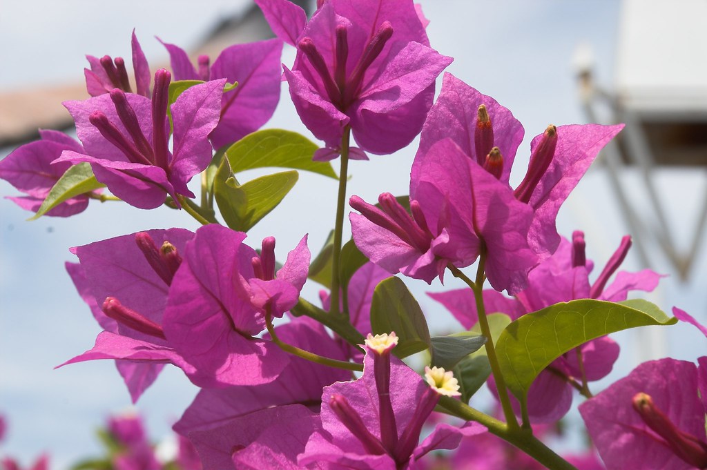 Flickriver Photoset 'Malaysia Langkawi' by miraculix1951