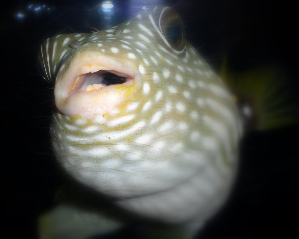 Puffy The Old Netscape Fish Tank Cam Frank Gruber Flickr