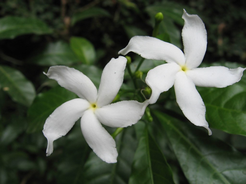 Carnation of India Common name Crape jasmine, Carnation o… Flickr