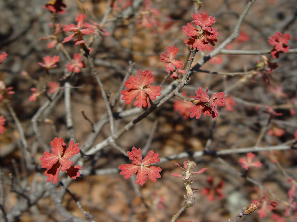 The Dog Run Hollow Trail, Wichita Mountains Anton Flickr