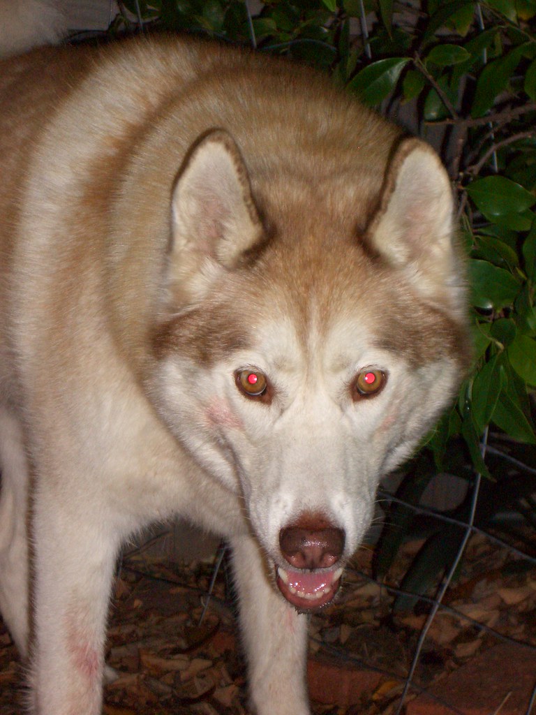 Blood? What Blood? red.wolf Flickr