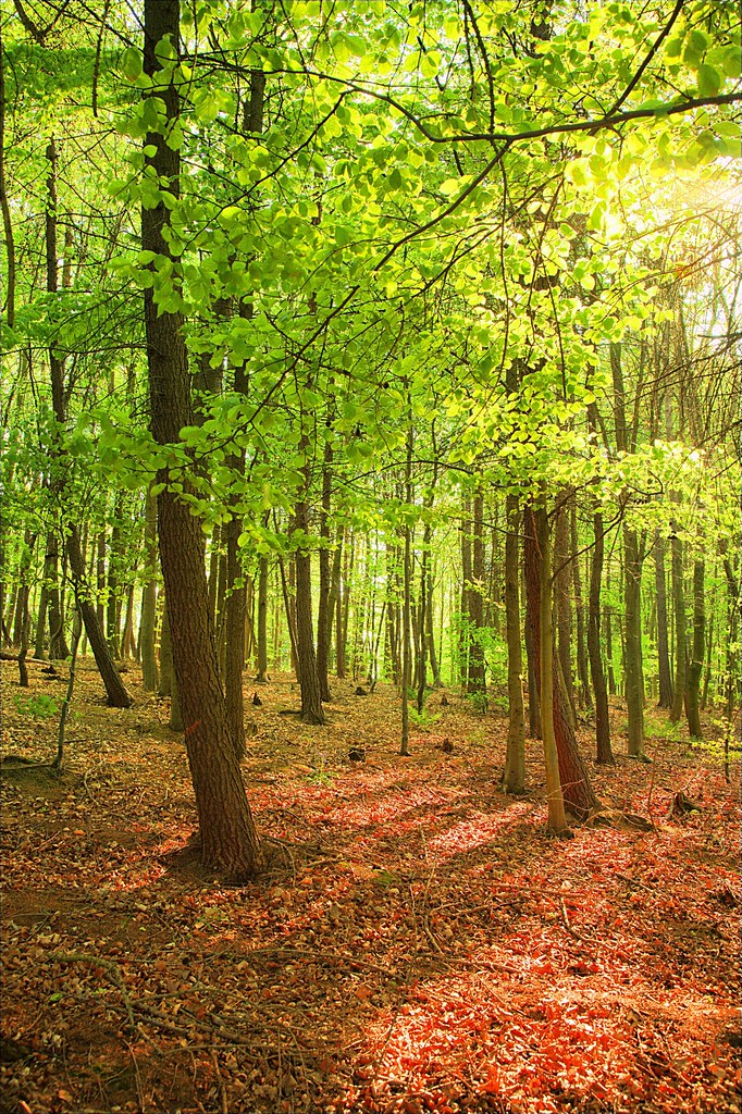 Trees Sunlight Durham Woods England Peter Gawthrop Flickr