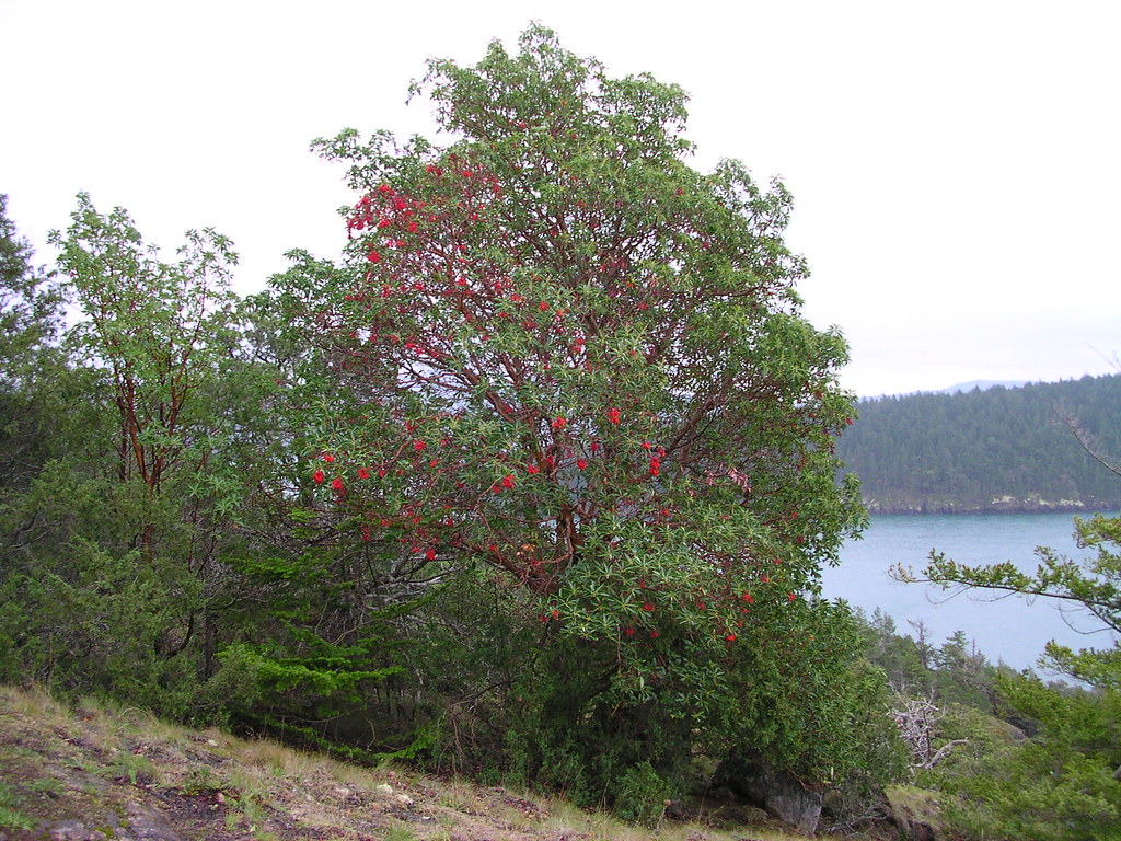 Madrone Tree with red berries Madrone Tree with red berrie… Flickr