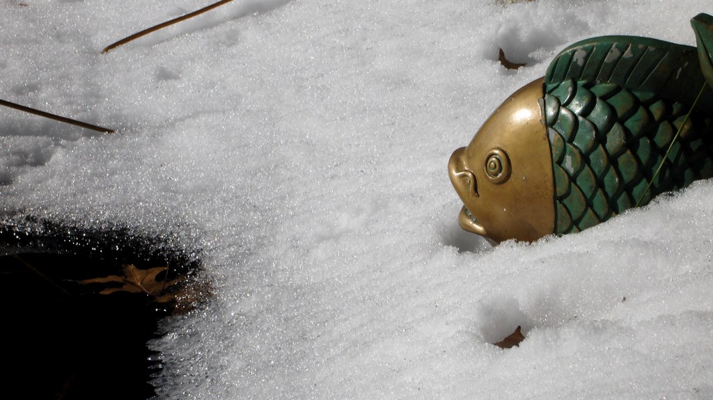 Cold Koi My fish pond covered with melting snow thinktk Flickr
