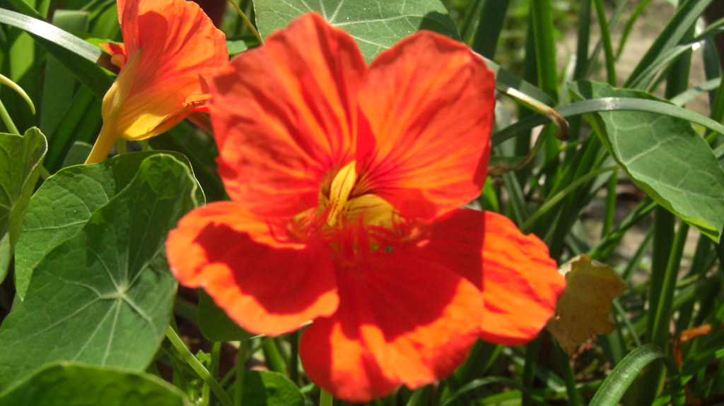 Dark Orange Nasturtium These flowers look so magical in th… Flickr