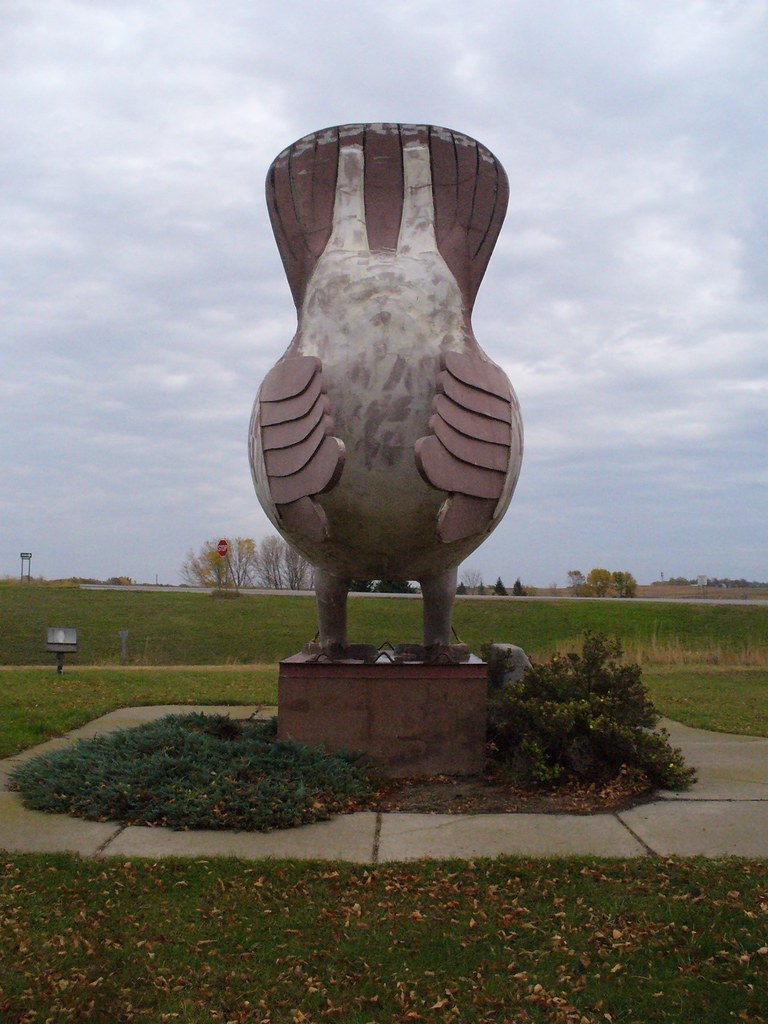 Giant Prairie Chicken, aft Rothsay, MN Krista Kennedy Flickr