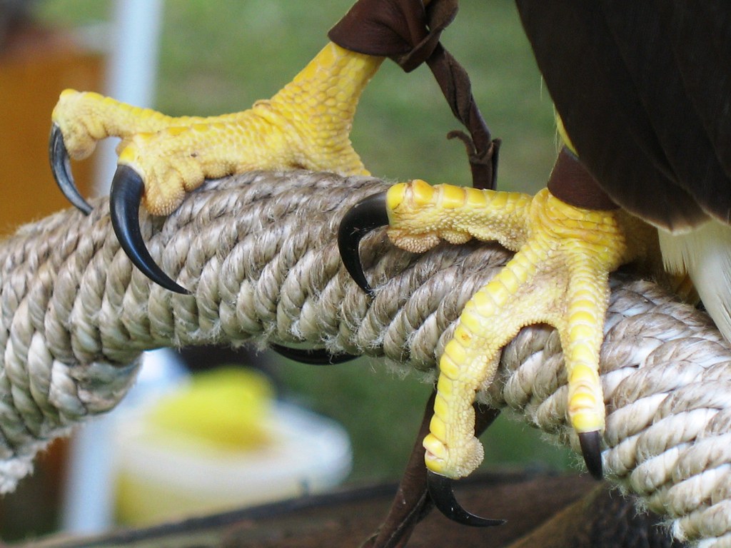 Talons of a Harris's Hawk Member of "Talons A Bird of Pre… Flickr