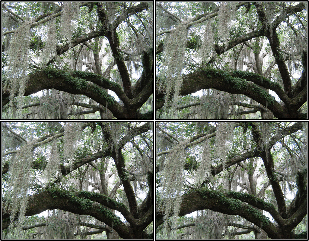 Losc2010p_0418 Mossy trees on the walk to the Orlando Scie… Flickr