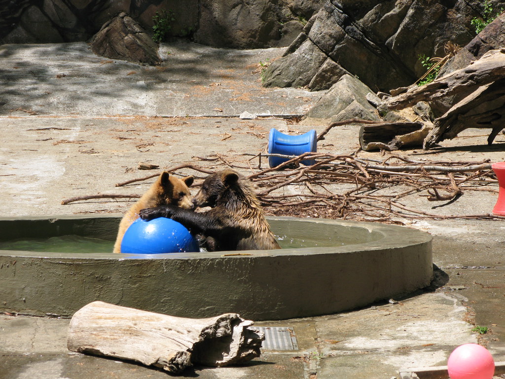 Play Time The brown bears at the Bear Mountain Zoo playing… Flickr