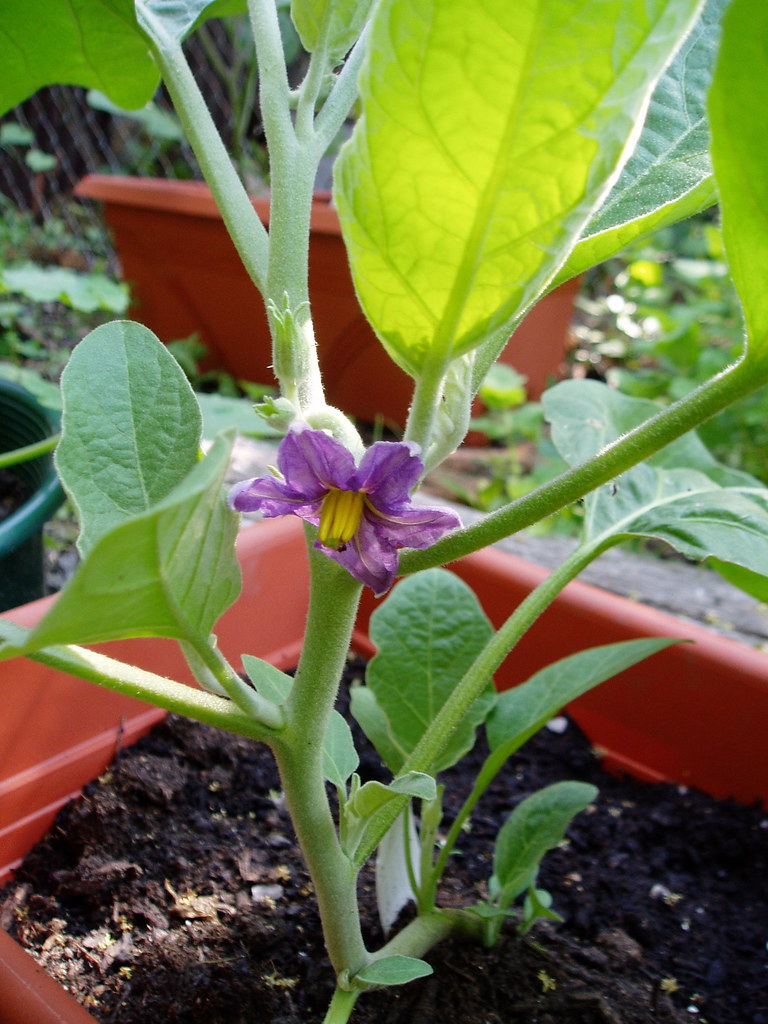 Aubergine Flower Taken around June 15 sarahscamera5 Flickr