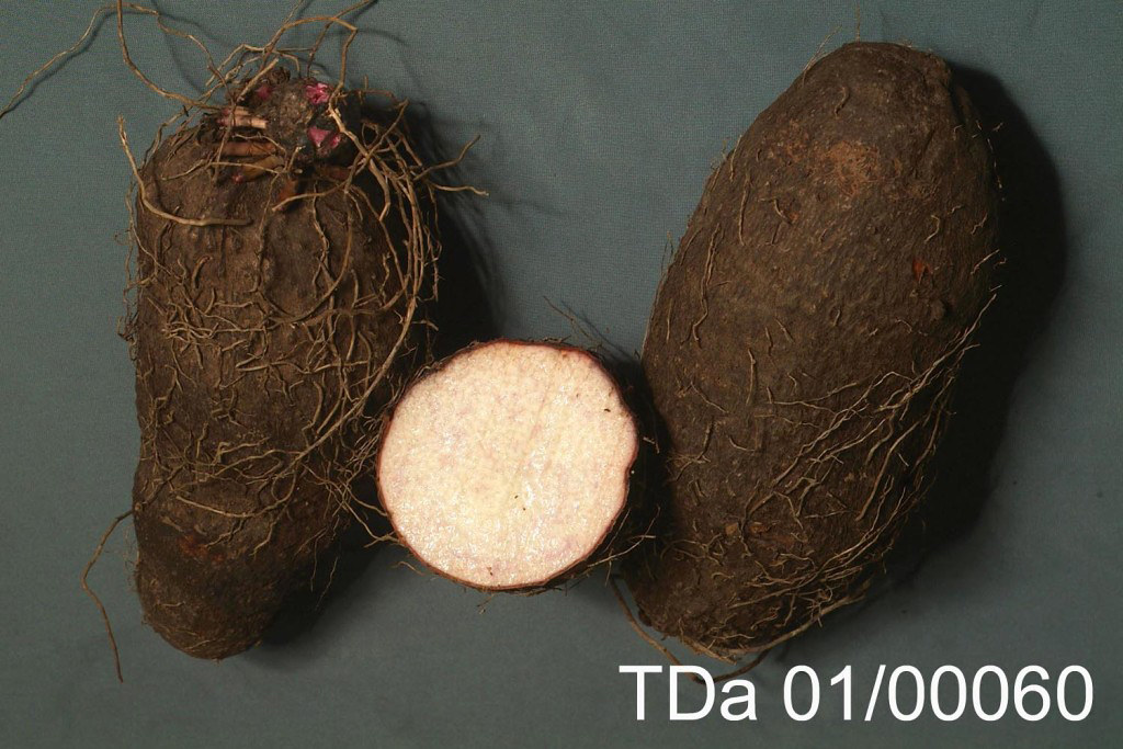 Water yam variety TDa 01/00060 Water yam variety TDa 0… Flickr