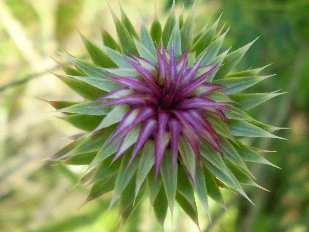 Spiked Purple Weed I have no idea what these purple wildfl… Flickr