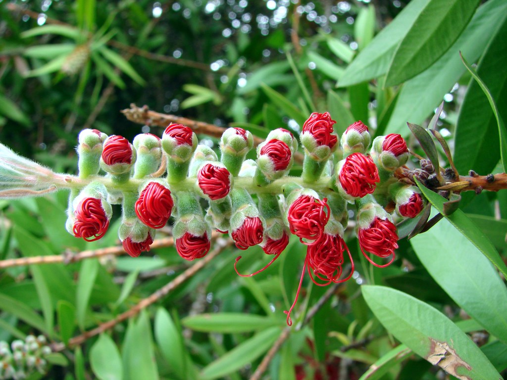 red bottle brush bush flower buds opening Buds, almost ope… Flickr