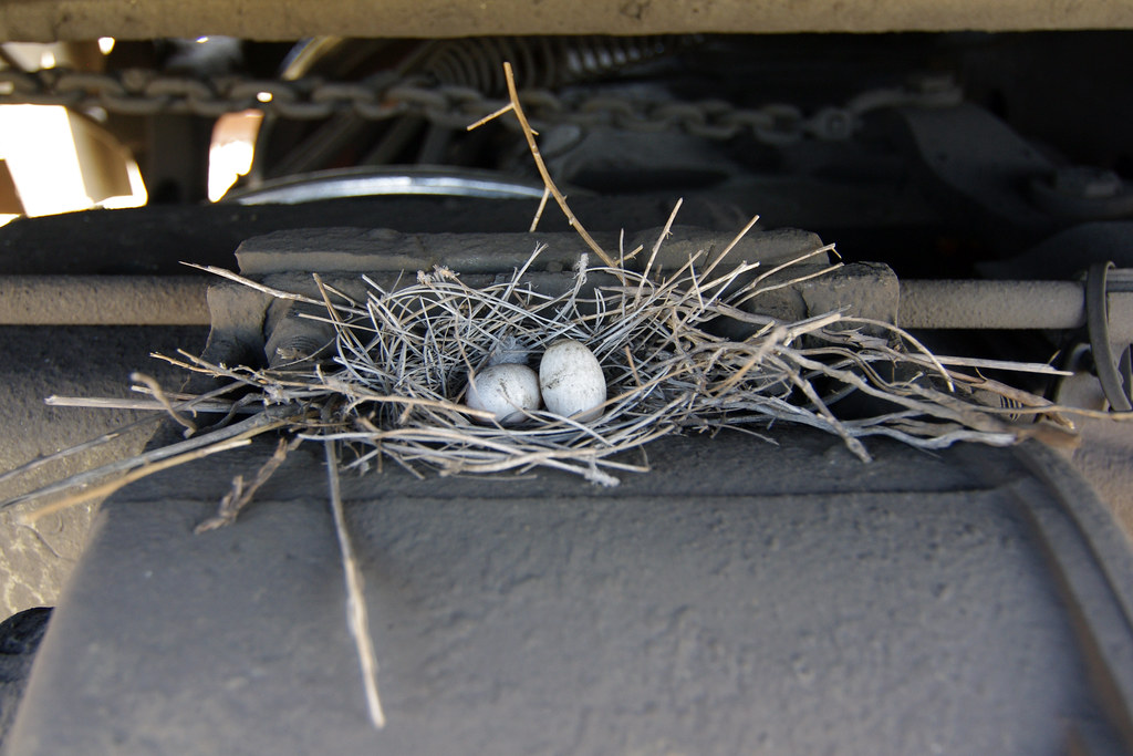 hobo eggs I have seen nests on hopper before, but... This … Flickr