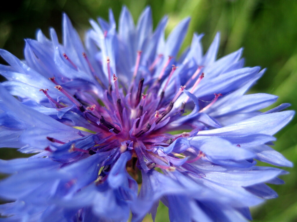 Flower Dean Shareski Flickr