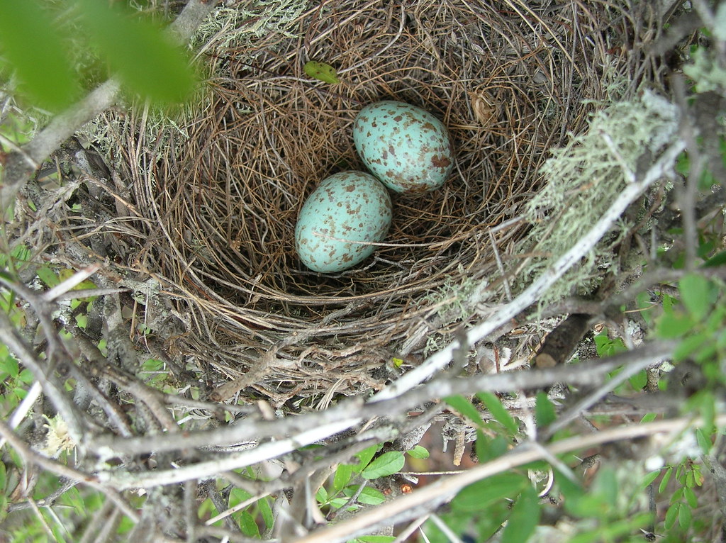 Mockingbird Eggs