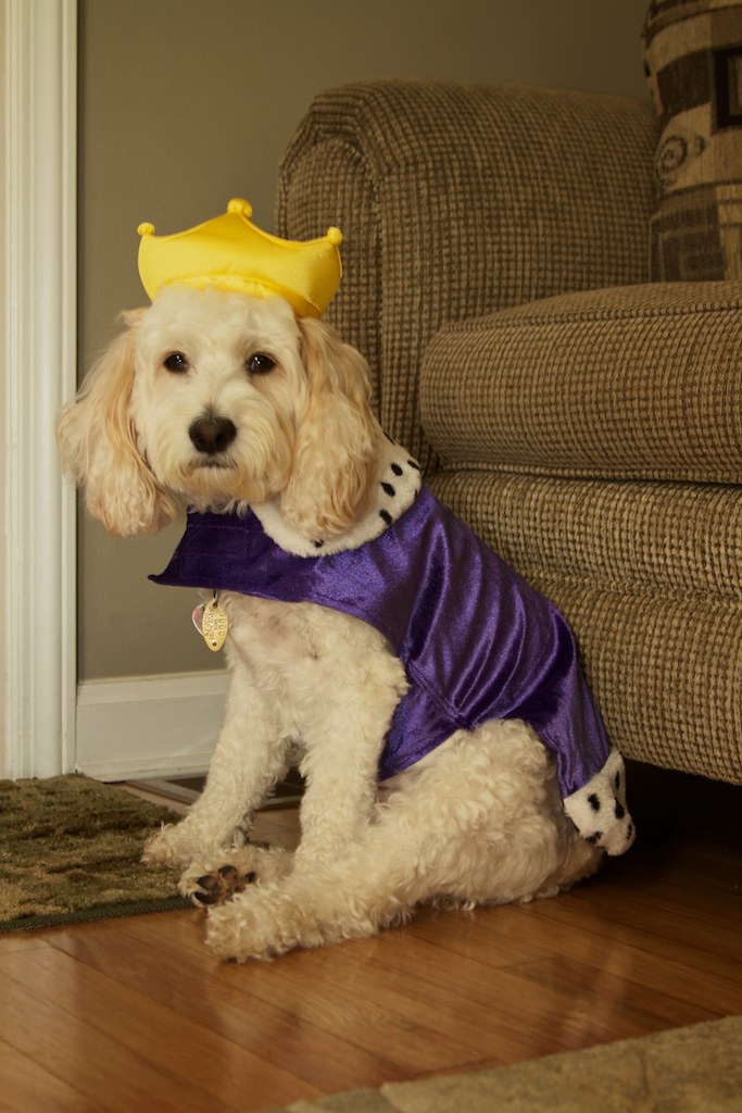 King Cockapoo Halloween 2010 Ed Flickr