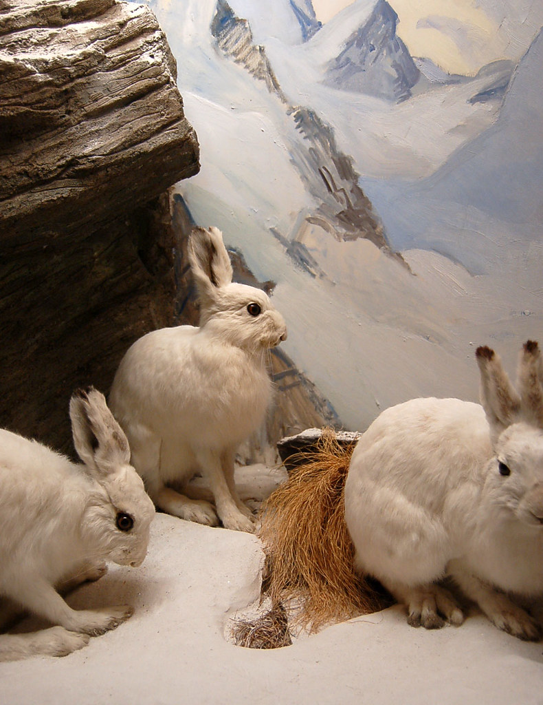Alpine Rabbits At the Museum of Natural History in Bern