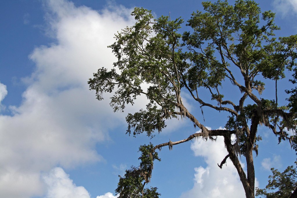 Clean Air & Pretty Trees The clean, moist air is a pleasur… Flickr