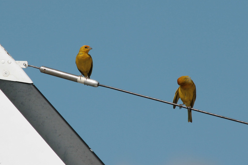 I taw I saw a putty tat Two canaries standing on the anten… Flickr