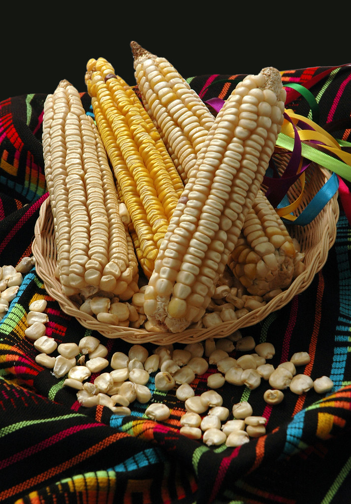 "Ancho" landrace maize Maize ears and seed of the Mexican … Flickr