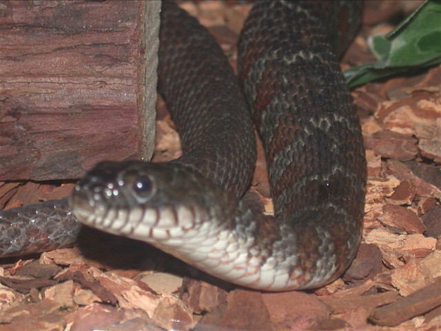 Northern Water Snake (2003) Here's a photo of a Northern W… Flickr