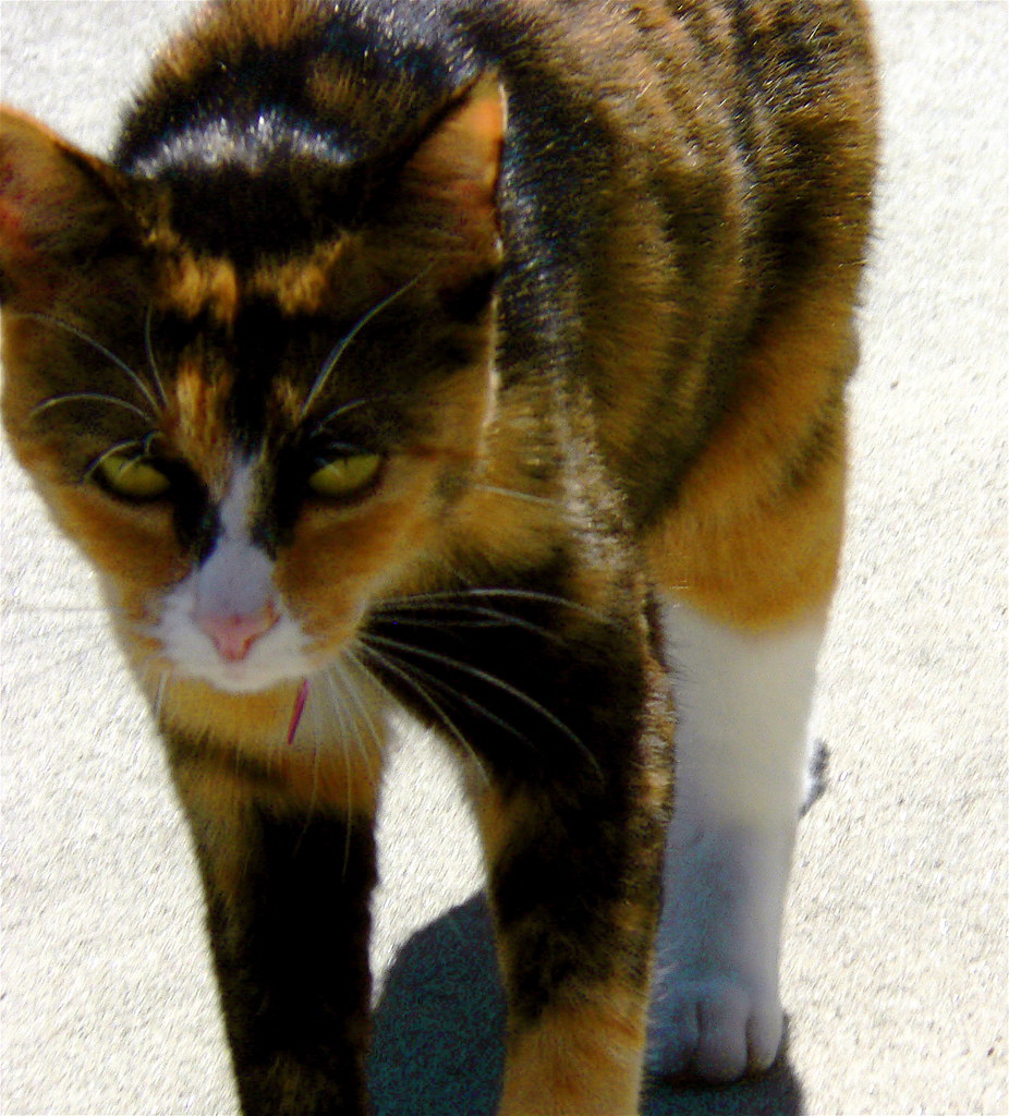 Alley Cat Don't know his name but he visits often. Dylan Duvergé